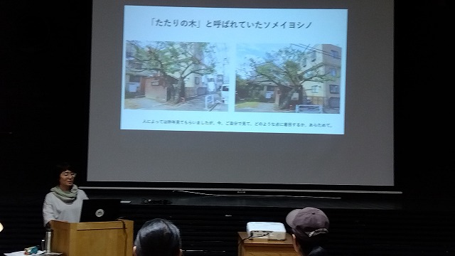 「たたりの木」と呼ばれたサクラについて説明する三戸さん