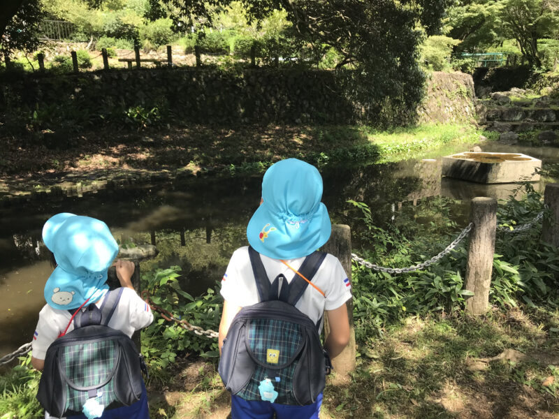 オオヒレカワコビトを探す