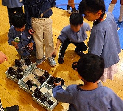各自の宝物箱に松ぼっくりを収める園児さん