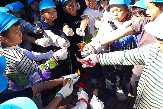 出しあった葉を見比べる園児さん